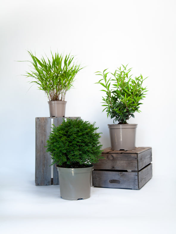 Soto Green - Shade - 3/Set